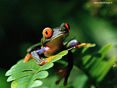 frog 4 copia